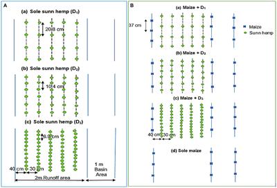 Effects of intercropping sunn hemp into maize at different times and densities on productivity under rainwater harvesting technique